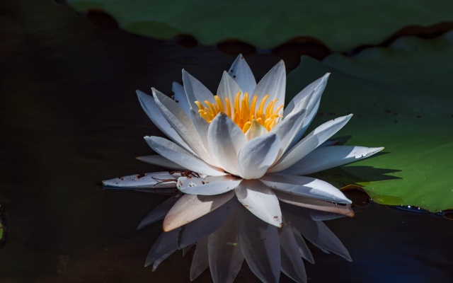 A picture of white lotus in a pond.
